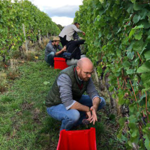 Les vendanges touchent à leur fin