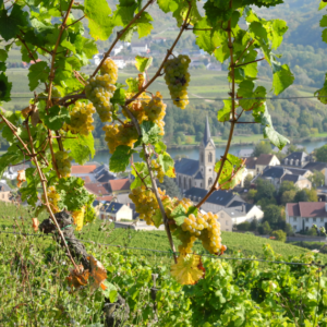 Une saison dans la vigne