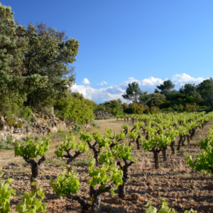 DOMAINE ANNE GROS