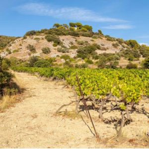 DOMAINE ALAIN CHABANON