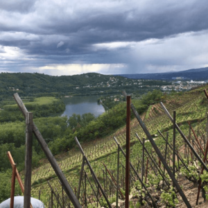 DOMAINE BONNEFOND