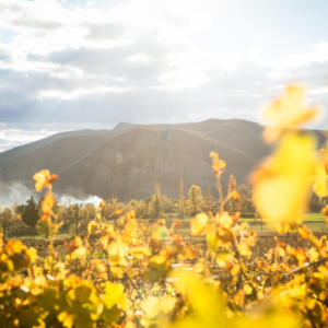 DOMAINE DU COLOMBIER