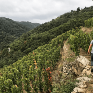 DOMAINE JEAN-LOUIS CHAVE