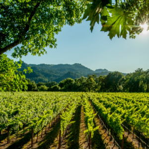 CAVE LANGUEDOC-ROUSSILLON